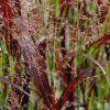 Panicum Prairie Fire